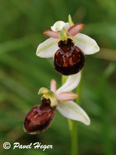 Ophrys x arachnitiformis